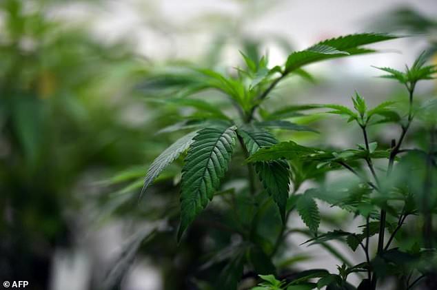 Fidelis Divonis 8 Bulan Penjara lantaran Tanam Ganja untuk Obati Istri
